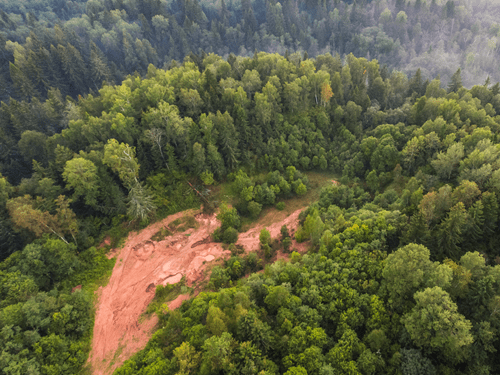 Été En Forêt Vue Aérienne De Dessus Forêt Mixte Arbres à Feuilles