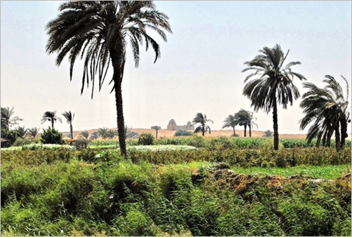 Typische Vegetation in El Fayoum