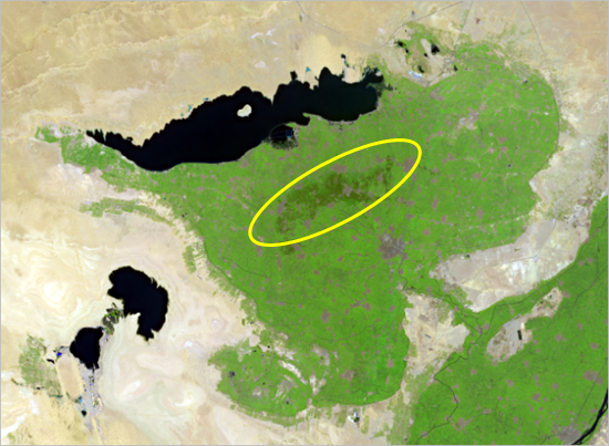 Darker green area toward the center of the oasis