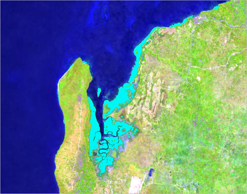 The mangrove forest pixels highlighted in cyan.