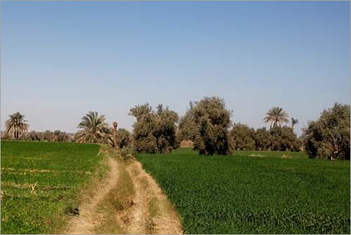 A view of El Fayoum’s cultivated fields and tree groves
