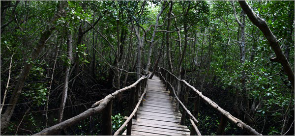 A view of the mangrove forest in Zanzibar
