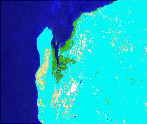 The non-mangrove vegetation pixels highlighted in cyan.