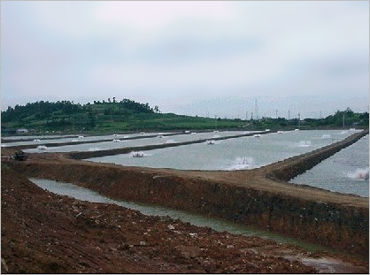 Shrimp farm