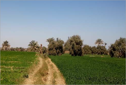 Vue de champs cultivés et de bosquets à El Fayoum