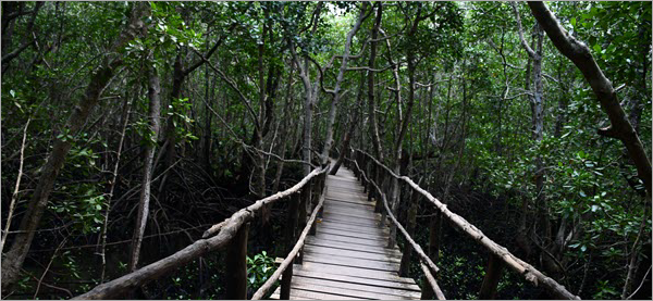 Vue de la forêt de mangrove à Zanzibar