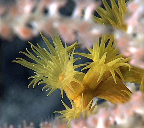 Noaa の深海珊瑚データベースの探索 Learn Arcgis